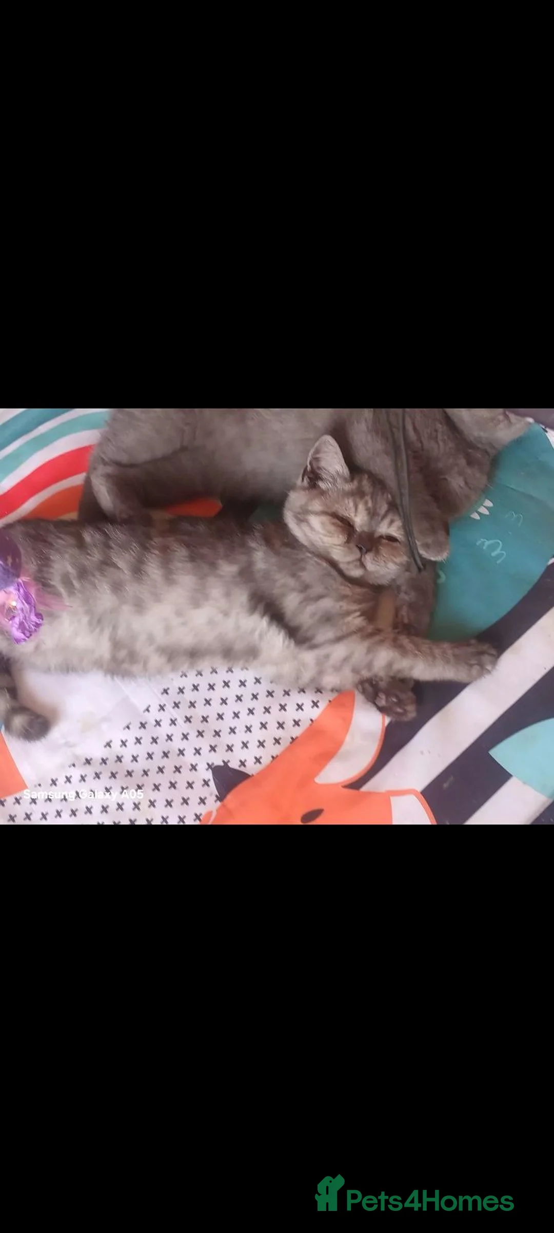 British Shorthair cats for sale: 4 British short-hair kittens  - Advert 2