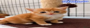 Ginger male