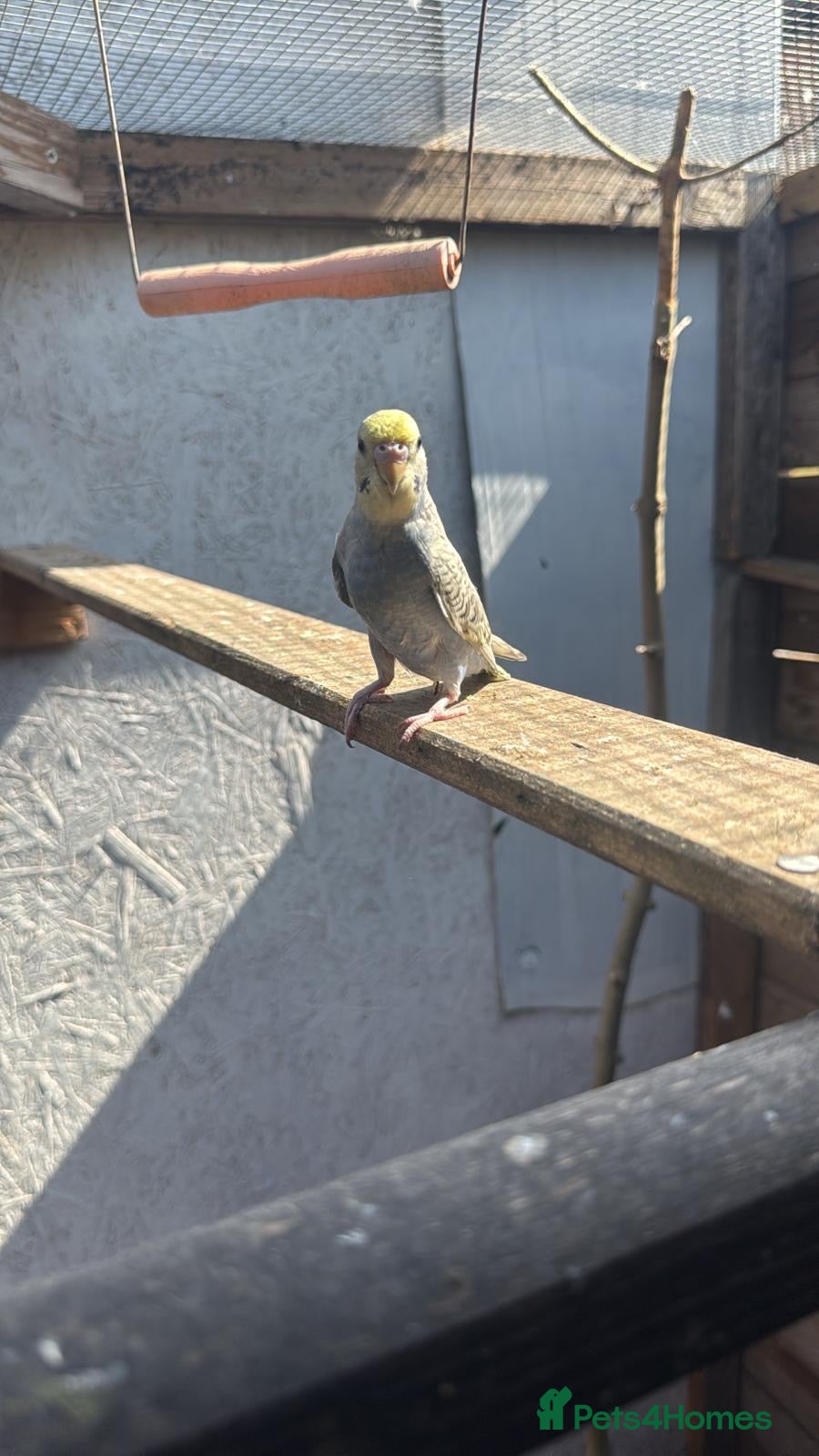 Budgerigars birds Budgies for sale £40 each collection mk404nn - Advert 15