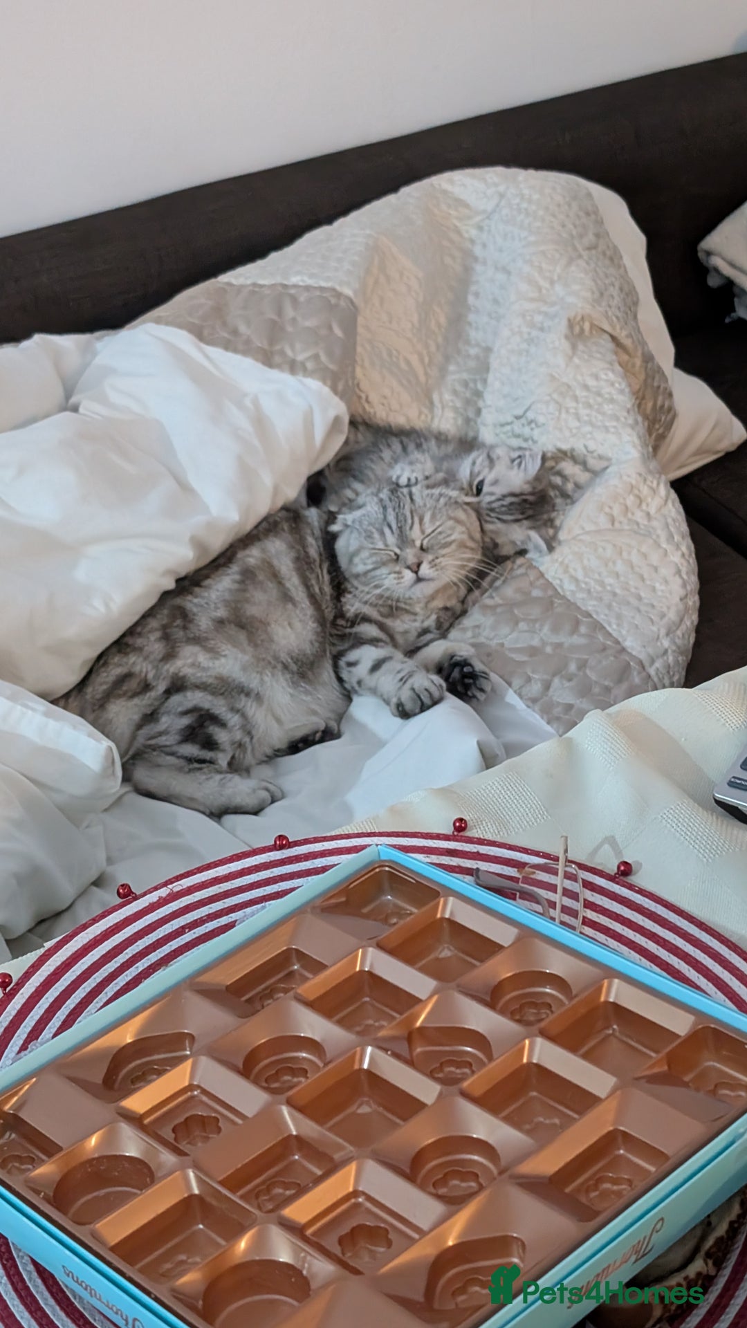 British Shorthair cats for sale: Scottish Straight Kitten - Advert 2