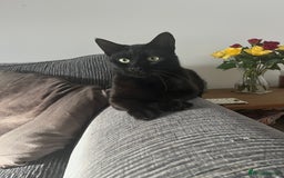 Mixed Breed cats for sale: Black male 15 months old  - Image 1