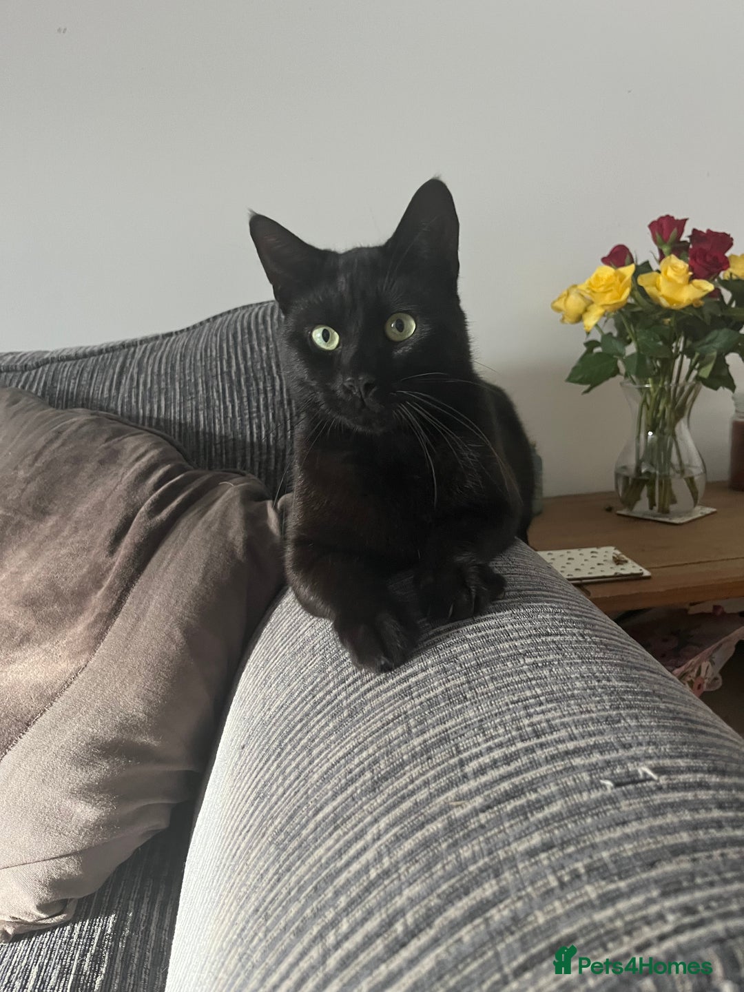 Mixed Breed cats for sale: Black male 15 months old  - Image 1