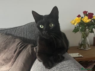 Mixed Breed cats - Advert 7