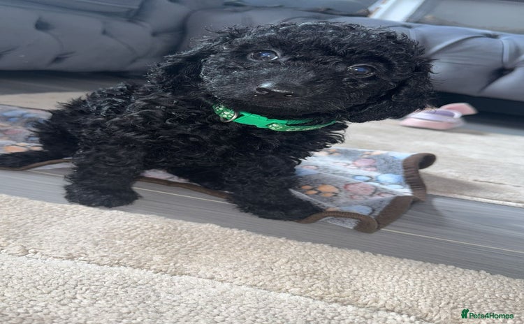 Cockapoo dogs - Advert 1