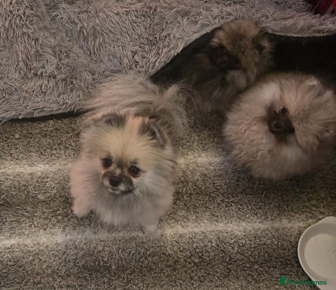 Pomeranian dogs for sale: Fabulous boys available to discerning pet homes - Advert 5