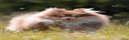 Pomeranian dogs for sale: Chocolate Parti Pom - Advert 9