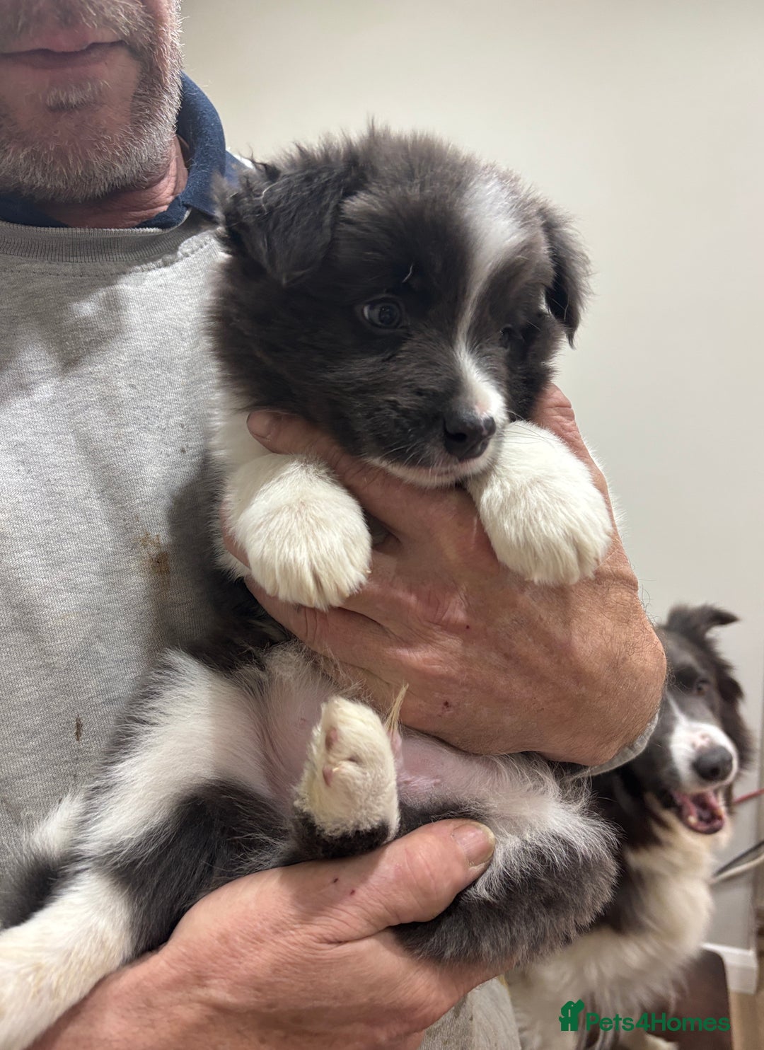 Border Collie dogs for sale:  One Blue & White Boy Available - Advert 5