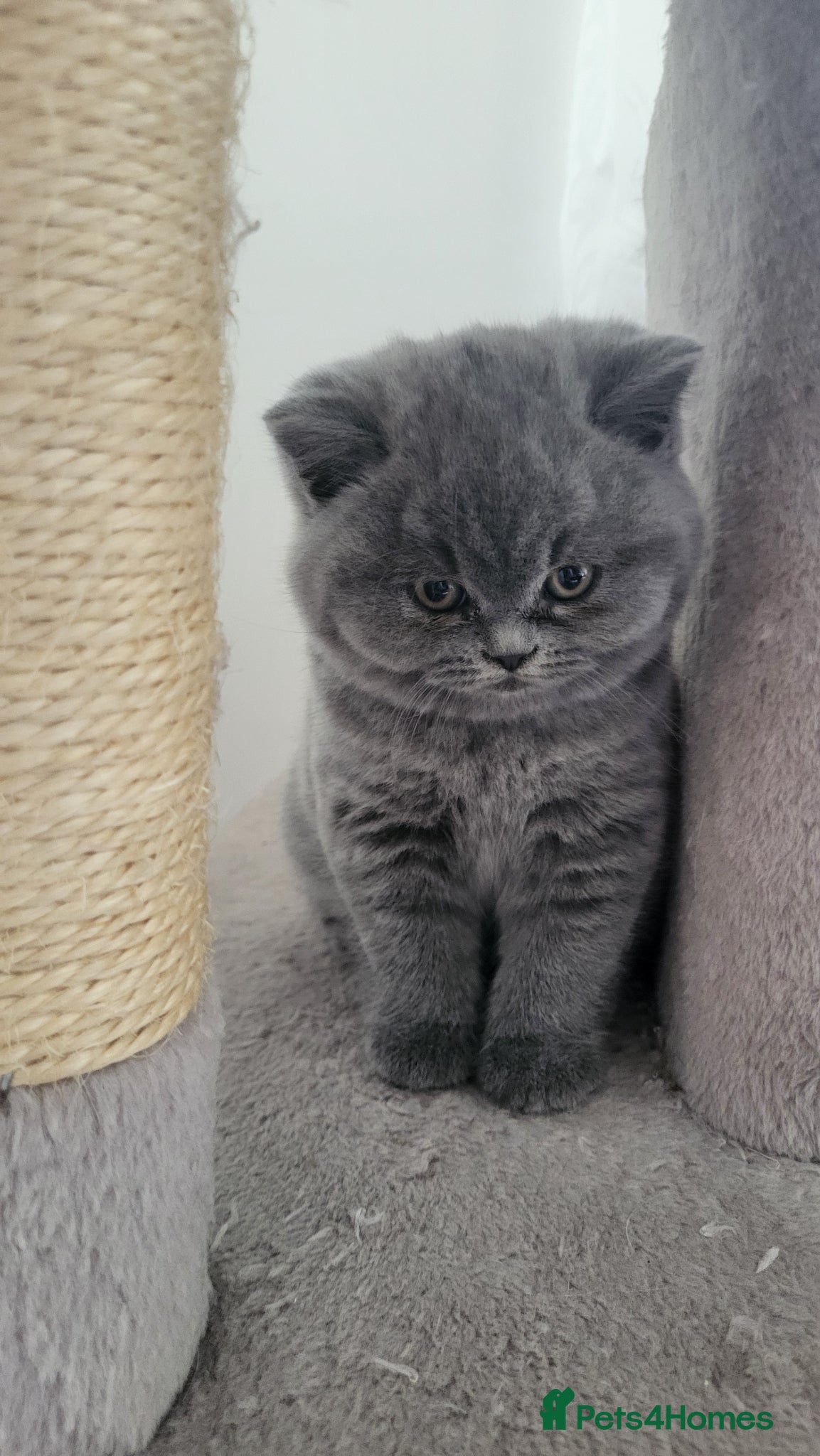 British Shorthair cats GCCF British Shorthair kittens - Advert 7