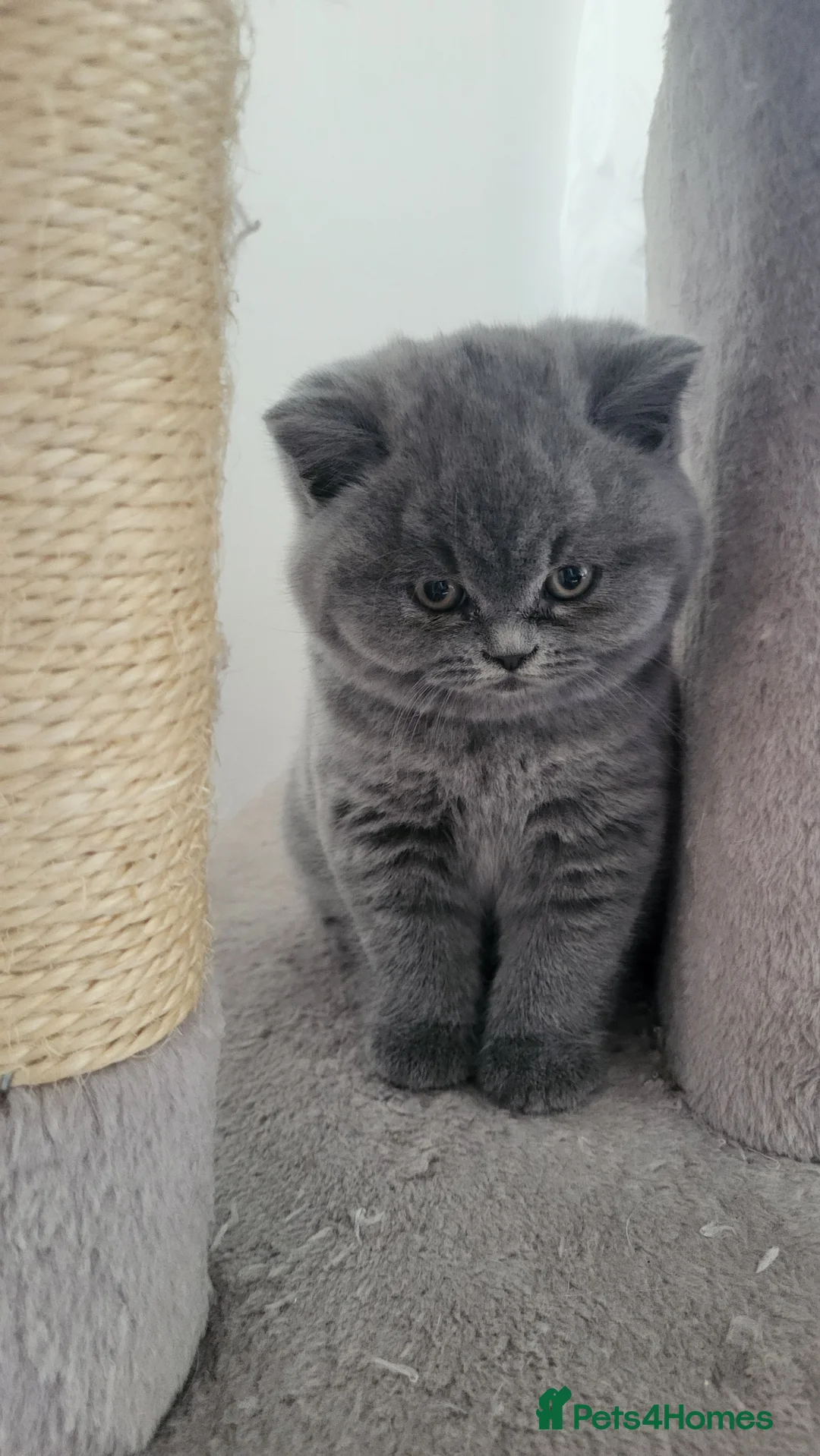 British Shorthair cats for sale: GCCF British Shorthair kittens - Advert 1