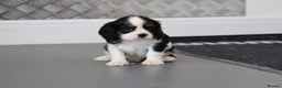 Cavalier King Charles Spaniel dogs for sale: Cavalier King Charles Puppies for sale - Advert 17