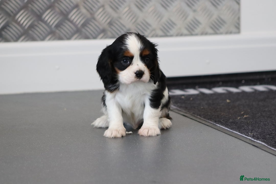 Cavalier King Charles Spaniel dogs for sale: Cavalier King Charles Puppies for sale - Advert 17