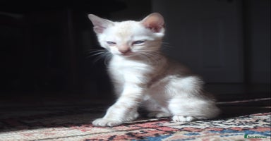 Bengal cats - Advert 15