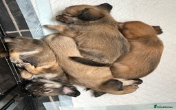 Chipoo dogs for sale: F1b Chipoo last girl  - Image 4