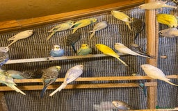 Budgerigars birds for sale: Colourful Budgies For Sale. - Image 4