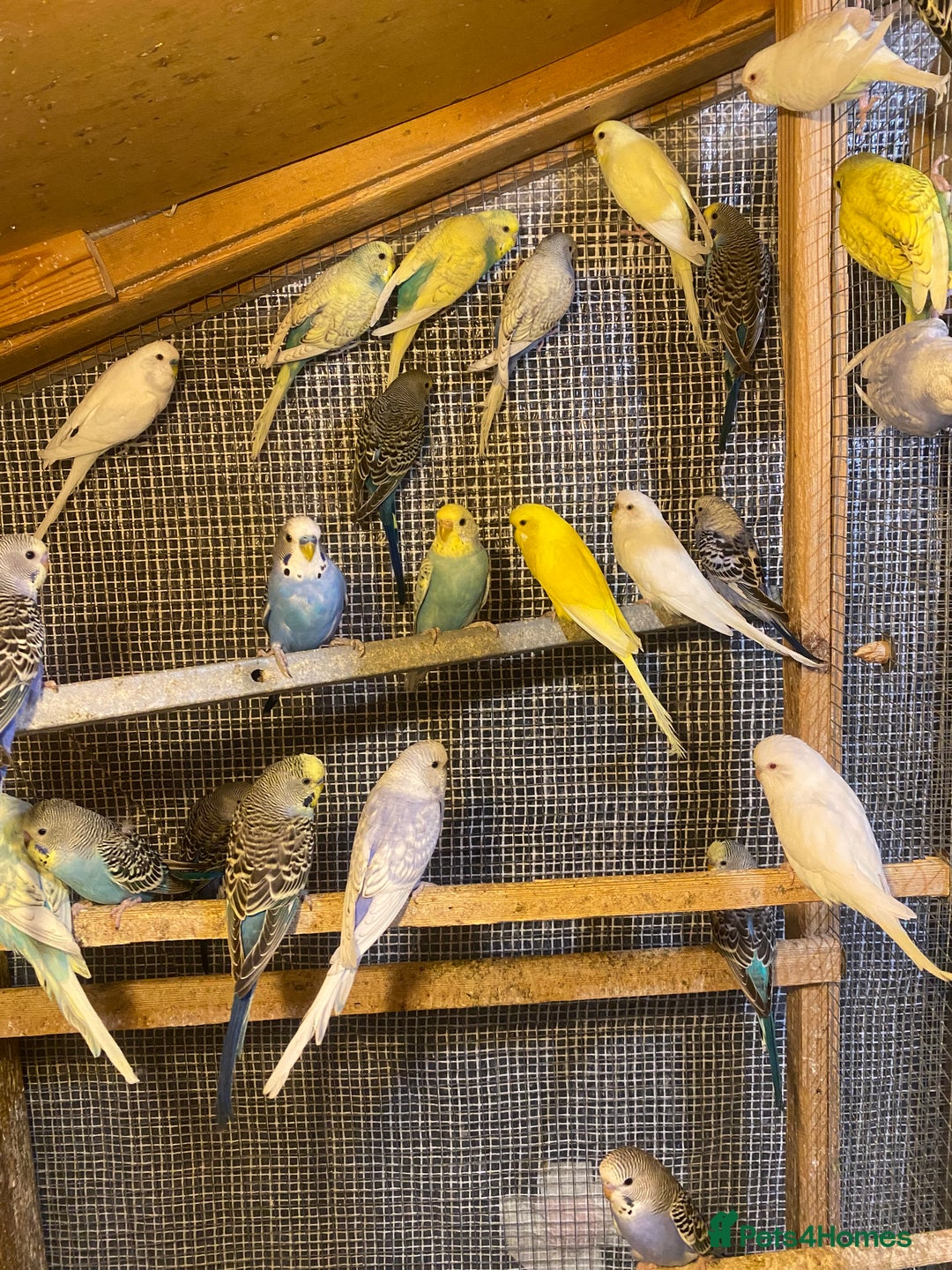 Budgerigars birds for sale: Colourful Budgies For Sale. - Image 4