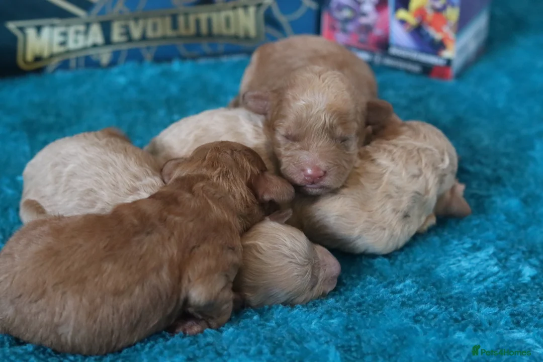 Maltipoo dogs for sale: 4 Maltipoo Puppies - 2 Apricot Girls & 2 Red Boys - Advert 4