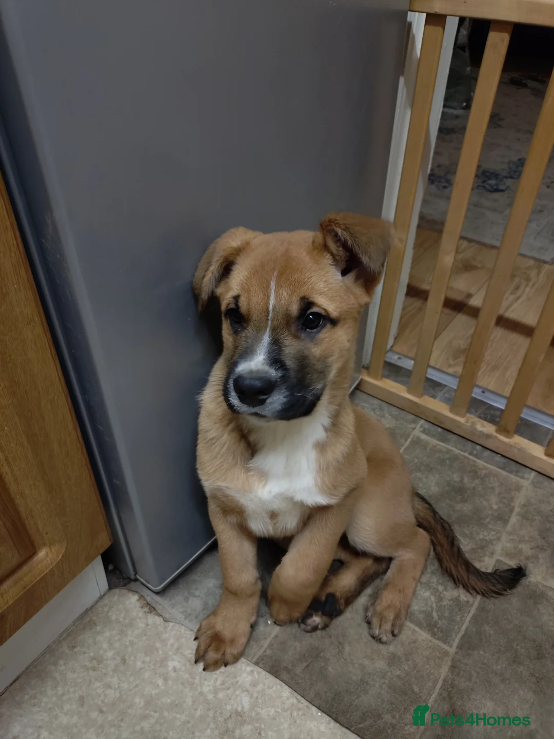 Mixed Breed dogs for sale: Huntaway X German shepherd X  - Advert 2