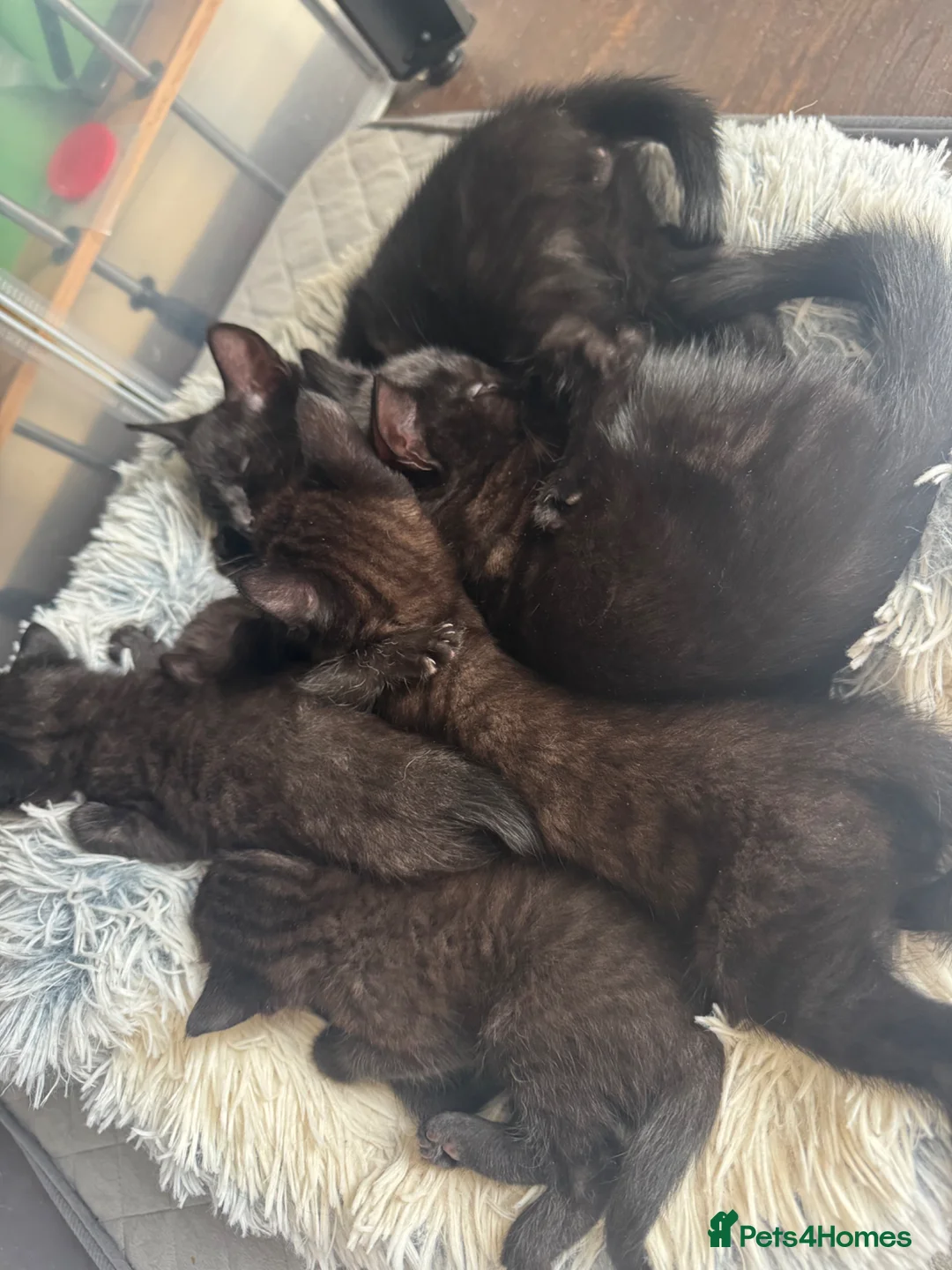 Mixed Breed cats for sale: 3 gorgeous boys  - Advert 4