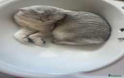 Scottish Fold cats for sale: Scottish fold - Image 9