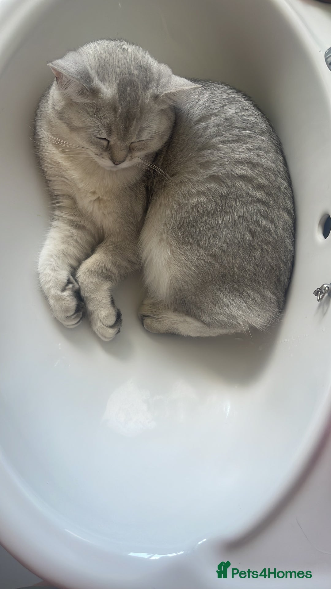Scottish Fold cats for sale: Scottish fold - Image 9