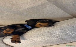 Miniature Dachshund dogs for sale: True miniature dachshund for sale  - Image 4