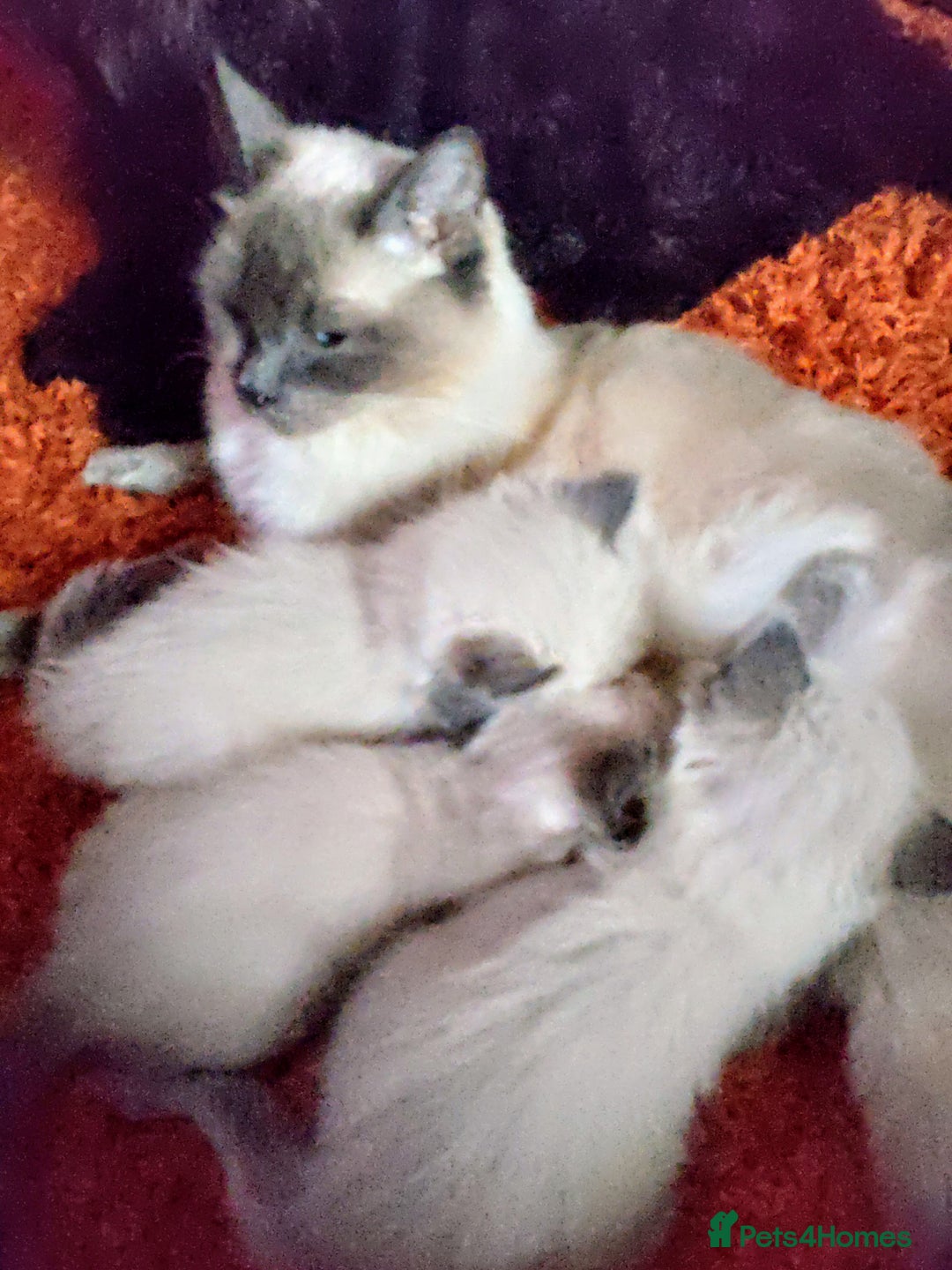 Ragdoll cats for sale: Ragdoll kittens  - Image 2