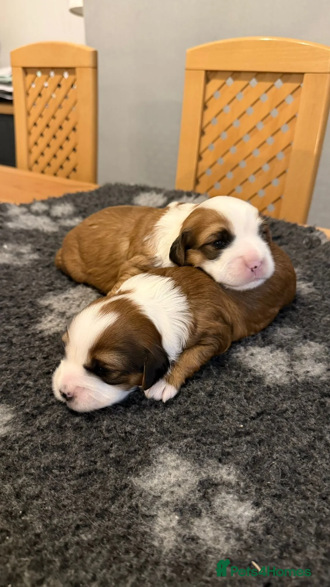 Tibetan Terrier dogs for sale: Kennel club registered Tibetan terrier puppies  - Advert 11