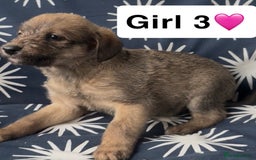 Mixed Breed dogs for sale: Bedlington whippet puppies - Image 21