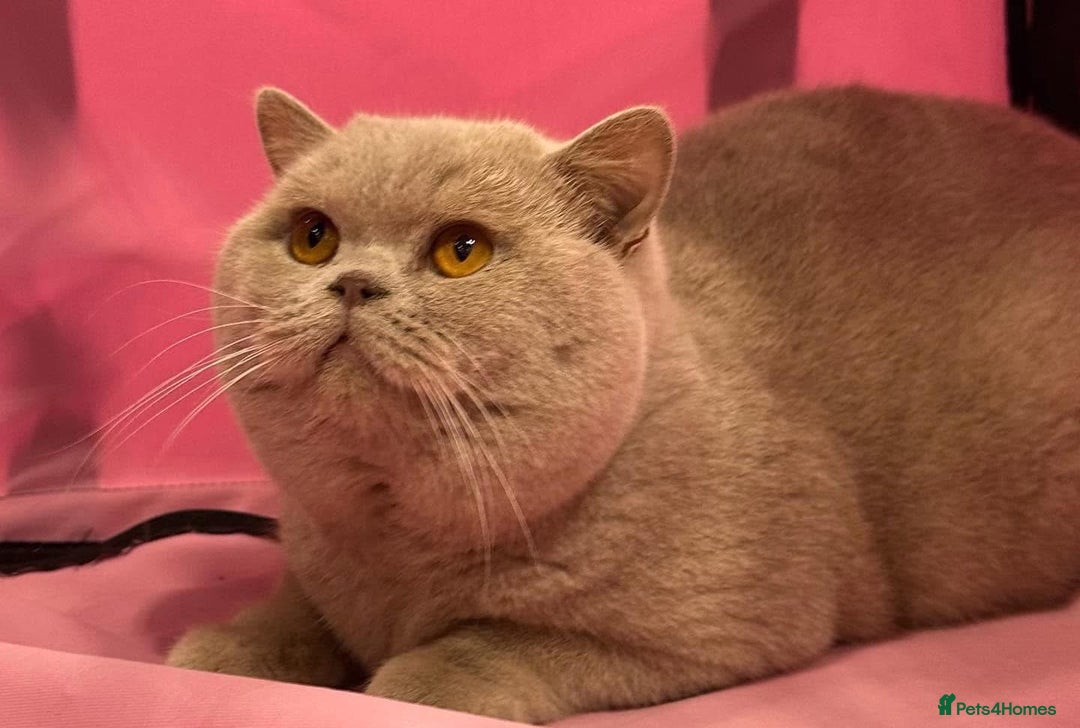 British Shorthair cats for stud: FAWN BRITISH SHORTHAIR STUD in Stoke-on-Trent - Image 2