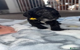 Cockapoo dogs for sale: 3 boy cockerpoos for sale  - Image 6