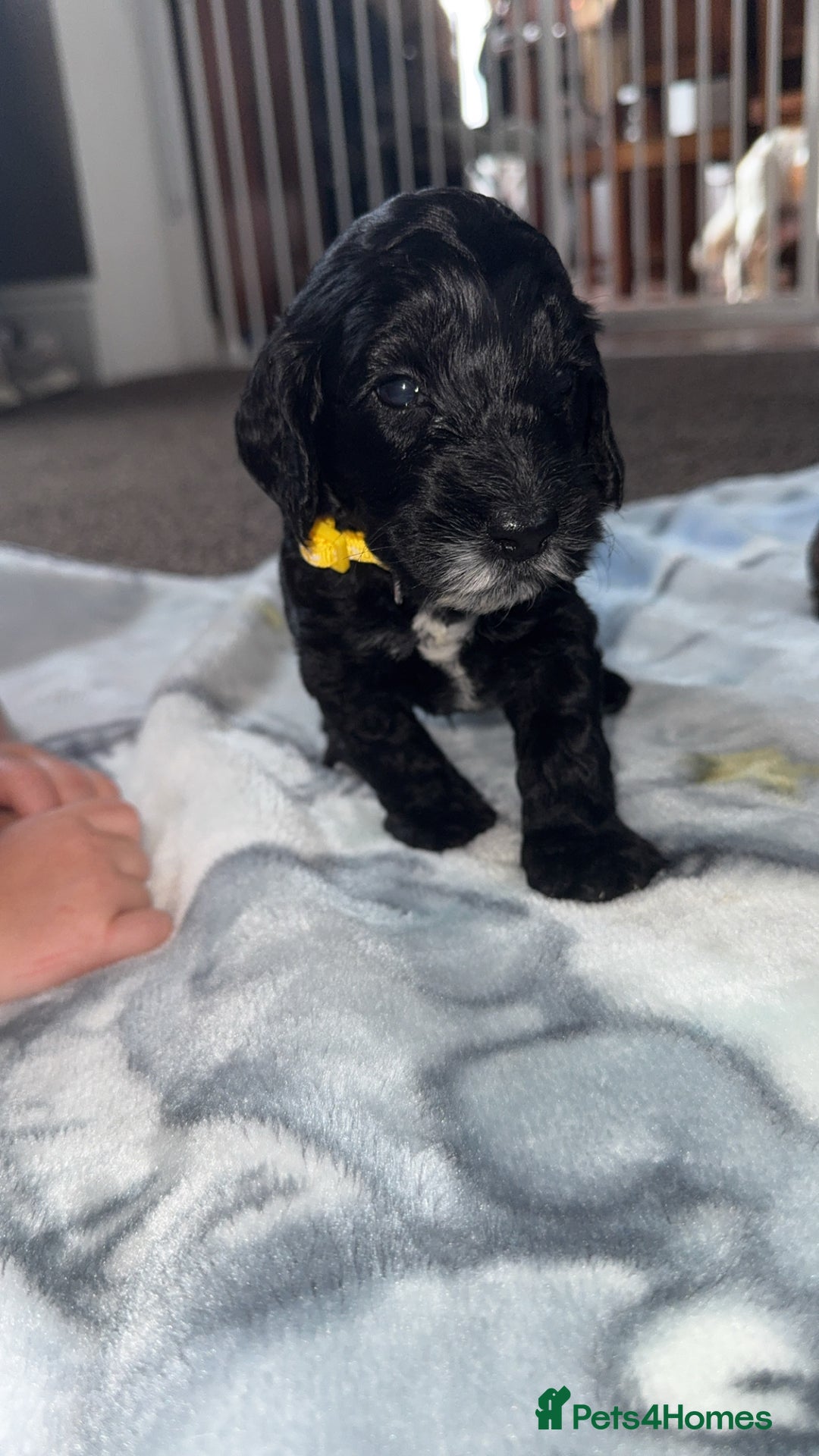Cockapoo dogs for sale: 3 boy cockerpoos for sale  - Image 6