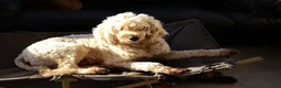 Goldendoodle dogs for sale: Stunning BVA PRA Double Doodles  - Advert 14