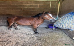 Welsh Section A horses for sale: 12hh section a gelding bombproof - Image 1
