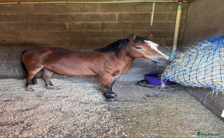 Welsh Section A horses - Advert 1
