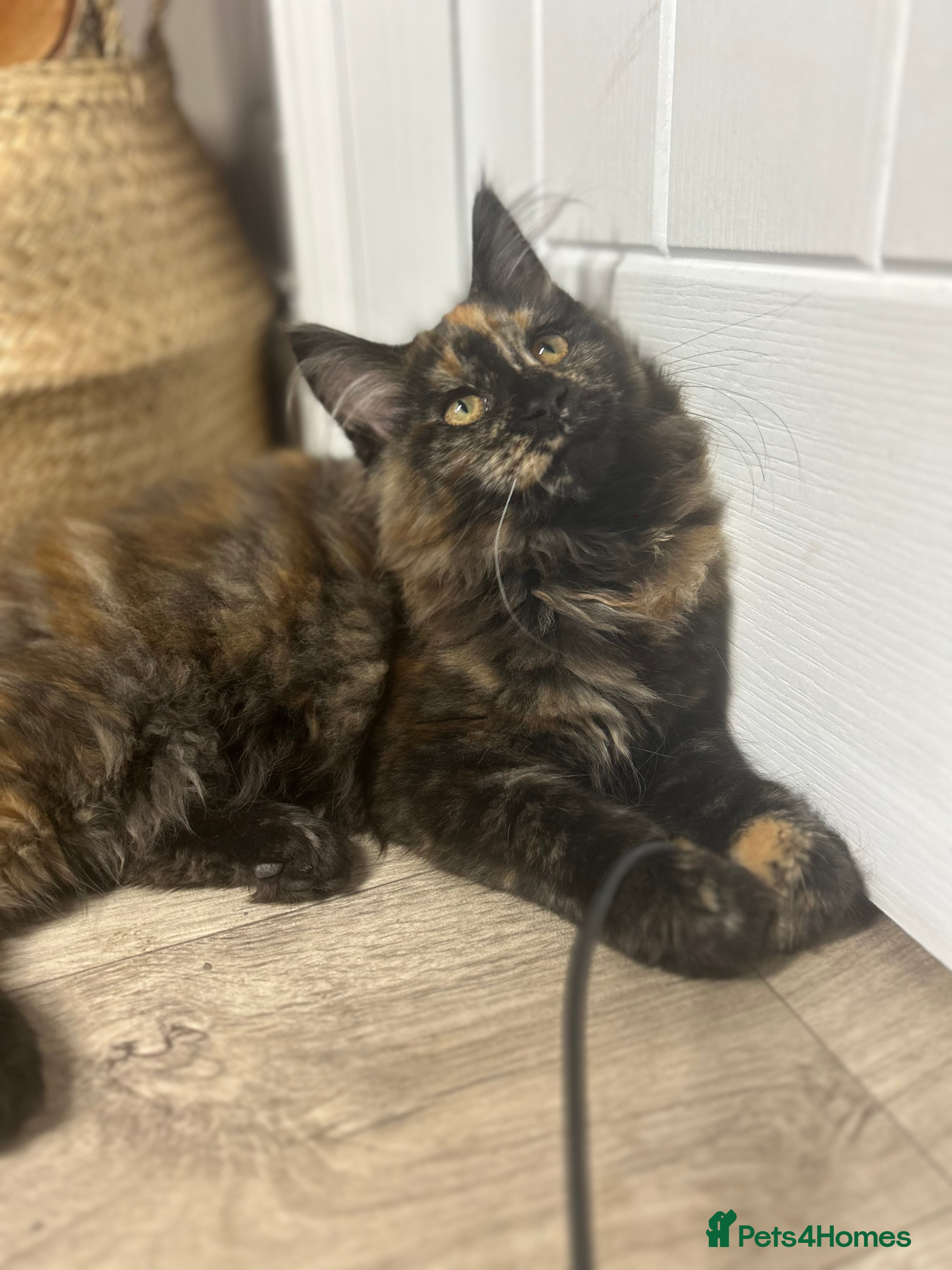 Maine Coon cats TICA FEMALE MAINCOON KITTEN😺 - Advert 1