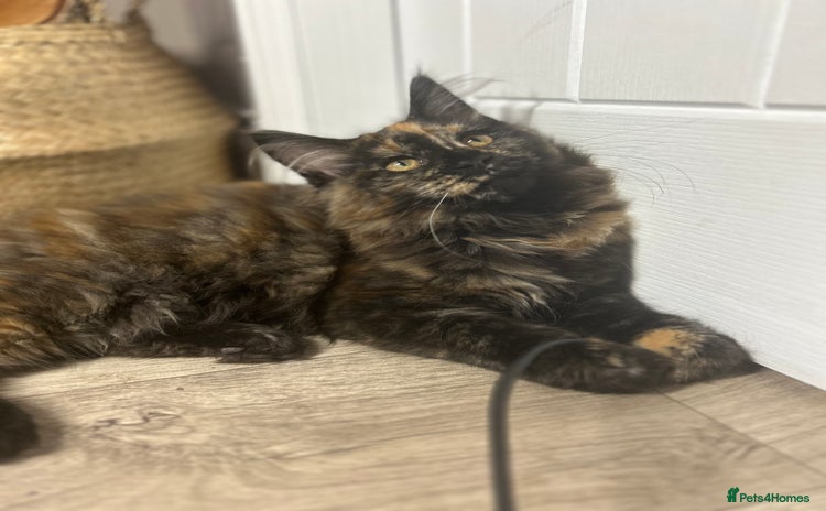 Maine Coon cats - Advert 12