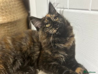 Maine Coon cats TICA FEMALE MAINCOON KITTEN😺 - Advert 13