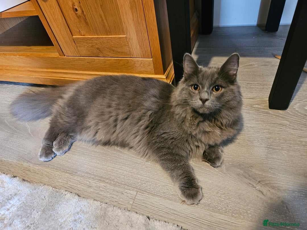 Mixed Breed cats for sale: Ragdoll X ShortHair - Advert 1