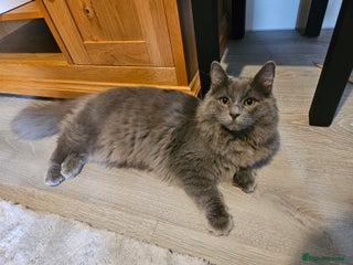 Mixed Breed cats for sale: Ragdoll X ShortHair - Advert 1