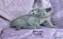 British Shorthair cats for sale: British shorthair kittens🐻🐻‍❄️🐻🐻‍❄️🐻🐻‍❄️ - Image 18