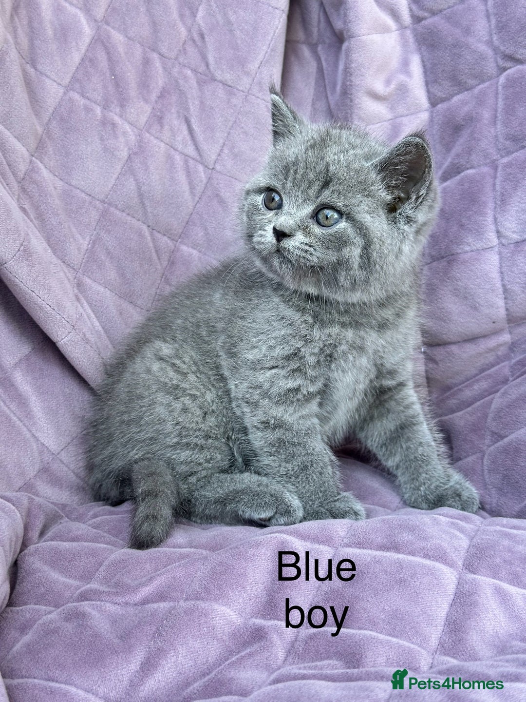 British Shorthair cats for sale: British shorthair kittens🐻🐻‍❄️🐻🐻‍❄️🐻🐻‍❄️ - Image 18