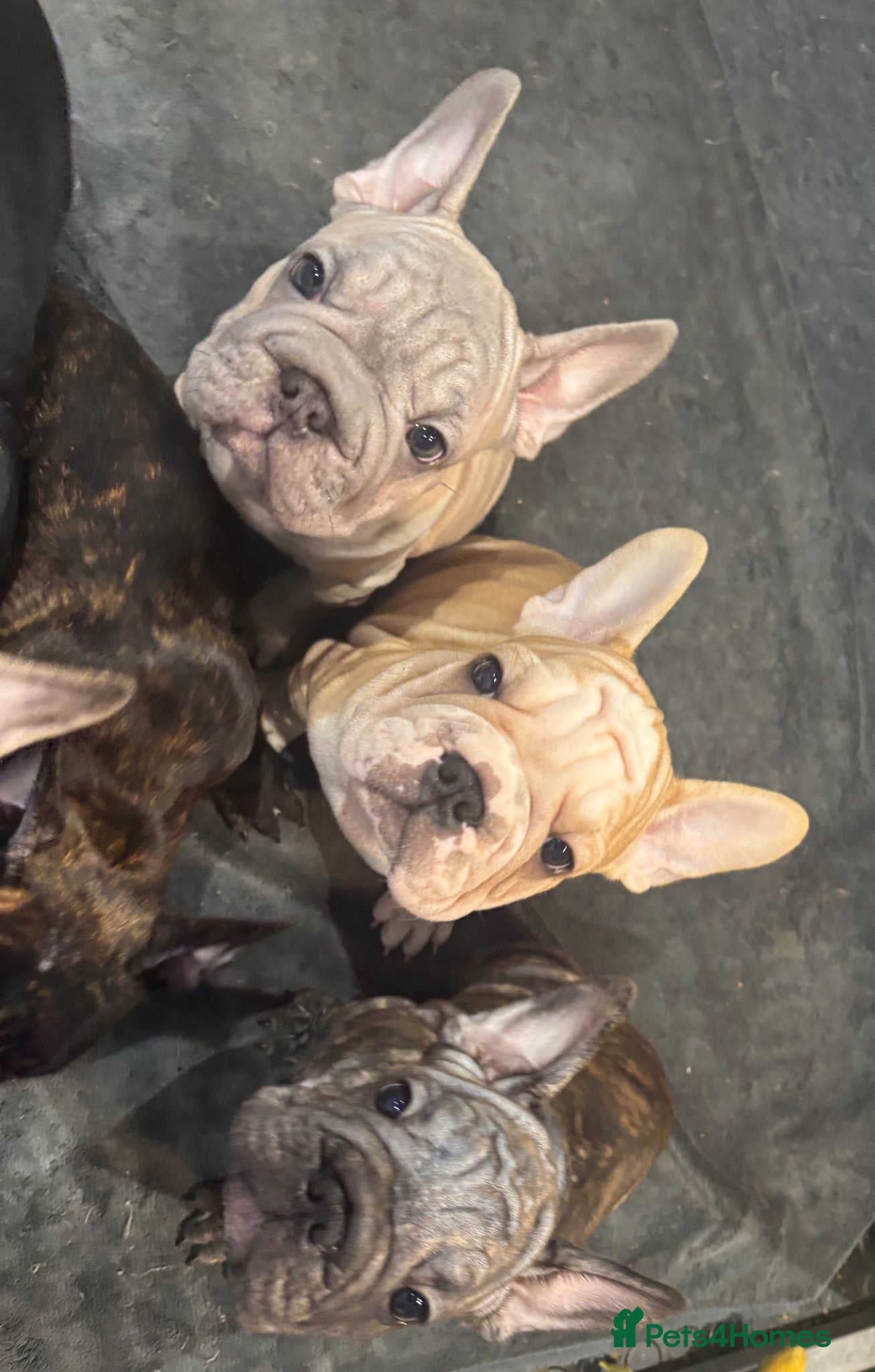 French Bulldog dogs READY NOW gorgeous velvet French bulldogs - Advert 1