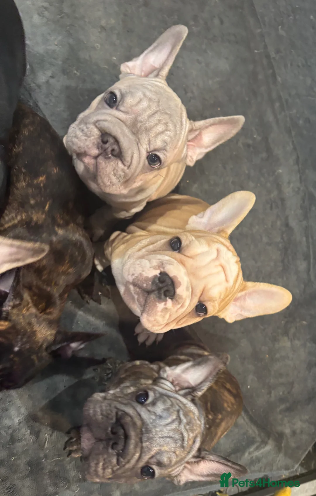 French Bulldog dogs for sale: READY NOW gorgeous velvet French bulldogs - Advert 1