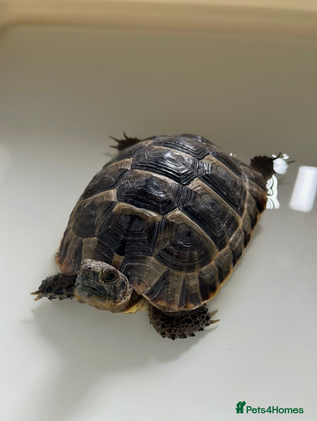 Tortoise reptiles for sale: Spur-thighed tortoise looking for loving home - Advert 2