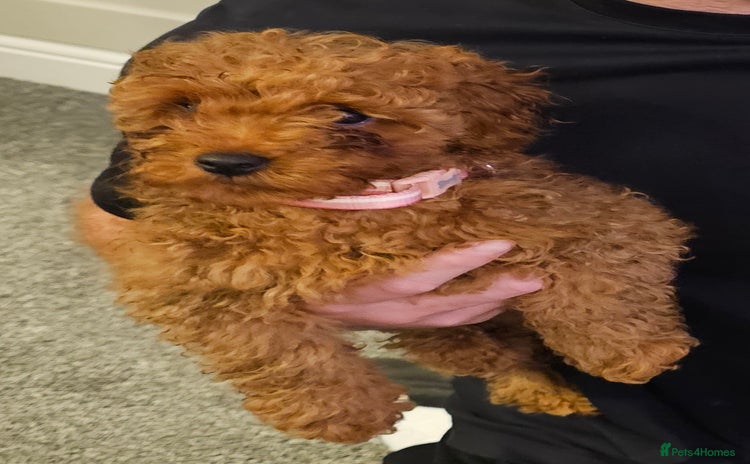 Toy Poodle dogs - Advert 14