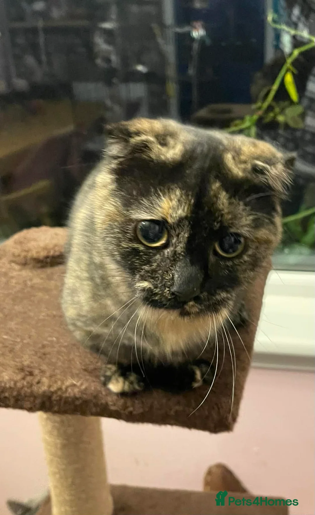 Munchkin cats for sale: Munchkin x Scottish Fold - Advert 20
