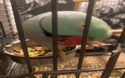 Ringnecks birds for sale: Beautiful Indian Ringneck Parrot - Image 3