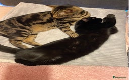 Domestic Shorthair cats for sale: Inseparable Duo need loving home - Image 13