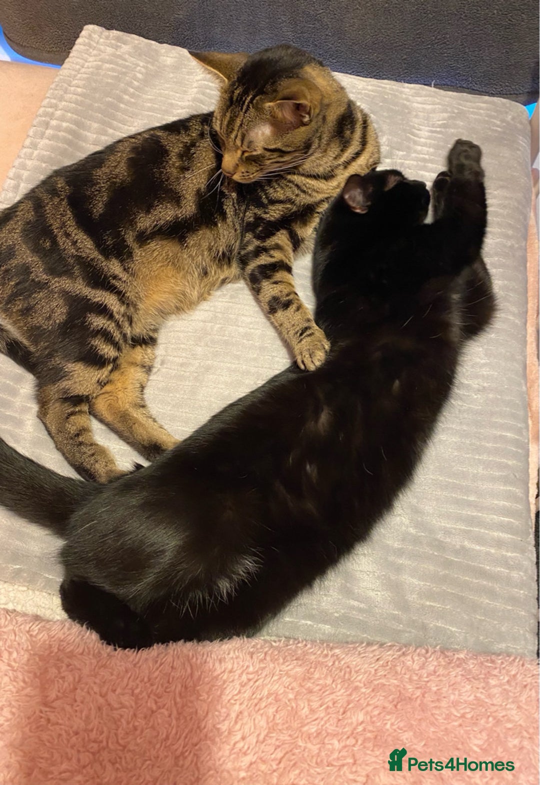 Domestic Shorthair cats for sale: Inseparable Duo need loving home - Image 13