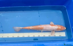 Koi Carp fish for sale: Pond Clearance - Image 7